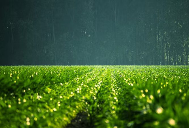 Agriculture-O.L-S3-Courses_result