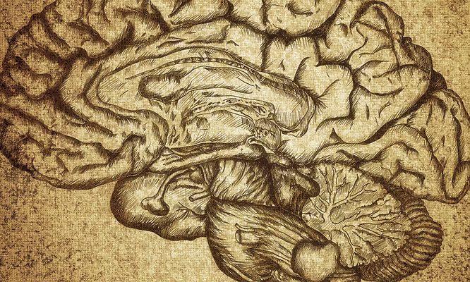 Biology-O.L-S1-Courses_result